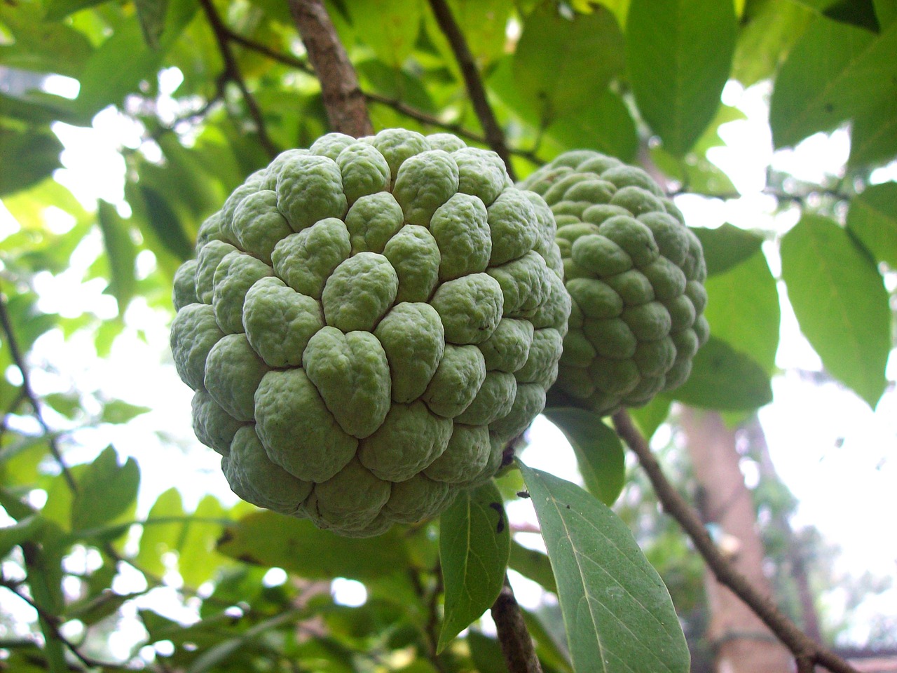 facts-about-custard-apple-mahilalu