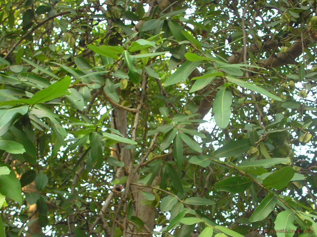 arjun tree benefits for heart problems | Mahilalu